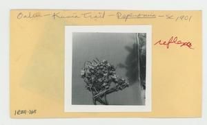 [Peperomia in Hawaii, envelope IE24-185]