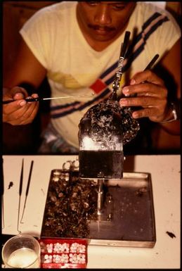 Tahitian technician Michel Yip implanting nucleus into an oyster, Manihiki, Cook Islands