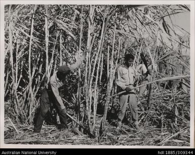 Indian cane cutters working on Servu's farm, Lautoka