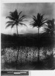 Chinese lily pond, Hawaii, ca. 1920-1940