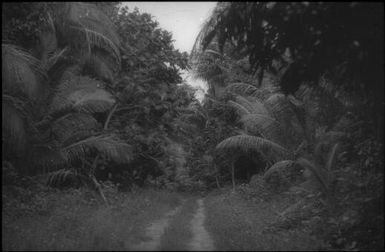 The wartime coronas road : Nissan Island, Papua New Guinea, 1960 / Terence and Margaret Spencer