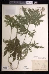 Selaginella firmuloides
