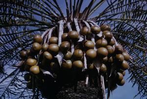 [Cycas media close-up at Leron Plains, Papua New Guinea]