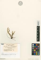 Garovaglia papuana
