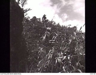 LALOKI VALLEY, NEW GUINEA. 1943-11-05. A PATROL OF THE NEW GUINEA FORCE TRAINING SCHOOL (JUNGLE WING) MOVING THROUGH KUNAI GRASS NEAR ROUNA FALLS