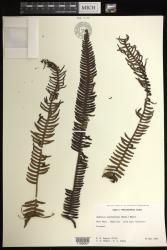 Sadleria souleyetiana