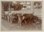 Cattle at Tahiti, from Marquesas