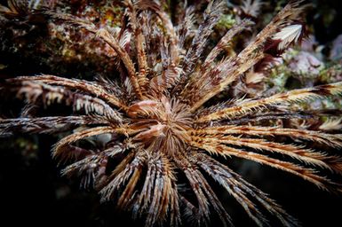 Crinoidea (Feather Star) at Ono-i-Lau Island, Fiji during the 2017 South West Pacific Expedition.