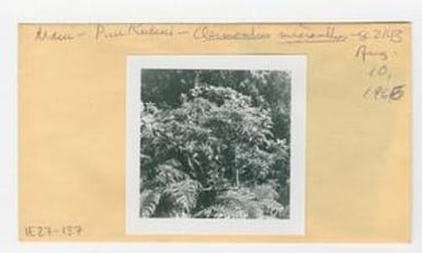 [Clermontia micrantha in Hawaii, envelope IE27-137]
