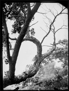White Tern : adult on branch, Metrosideros tree