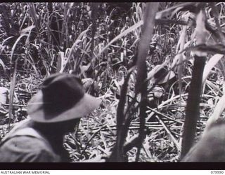 BOUGAINVILLE, SOLOMON ISLANDS, 1945-03-28. A PATROL FROM THE 24TH INFANTRY BATTALION MOVING THROUGH PIT- PIT, A TYPE OF BAMBOO