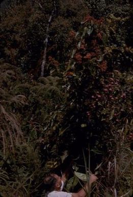 [Man holding unidentified plant in Papua New Guinea]
