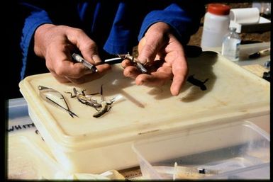 Team member processing skink specimens in field