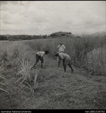 Field Officer and farmers inspecting cane