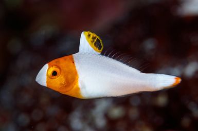 Cetoscarus ocellatus (Spotted Parrotfish) juvenile during the 2017 South West Pacific Expedition.