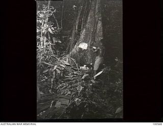 Lae, New Guinea. 1944-07-26. A native from the Australian New Guinea Administrative Unit (ANGAU), beginning to fell a tree in the Busu Forest after instruction by members of the 2/3rd Forestry ..