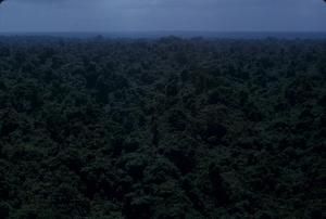 [Aerial view of forested plains on Espiritu Santo, Vanuatu]