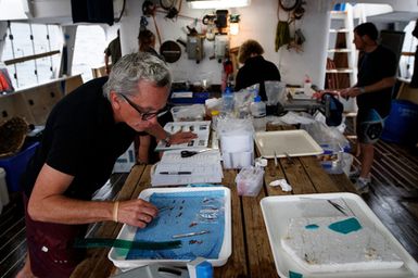 Tom Trnski Head of Natural Sciences at the Auckland Museum sorts reef fish after a rotenone station during the 2017 South West Pacific Expedition.