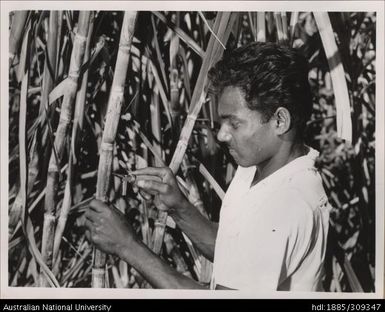 Ramkrishnar, Cane Breeder