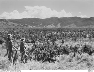 KAIAPIT, NEW GUINEA. 1943-09-25. VIEW ACROSS THE MARKHAM VALLEY FROM HEADQUARTERS, 21ST AUSTRALIAN INFANTRY BRIGADE AREA