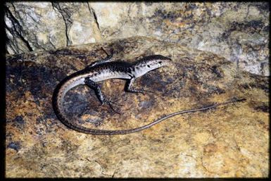 Phasmasaurus maruia