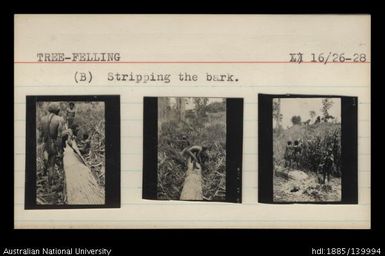 Tree-felling : Wabuldiba