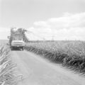 United States, workers harvesting pineapples at Dole Plantation in Wahiawa