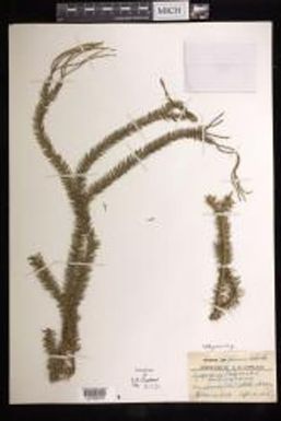 Phlegmariurus phlegmaria