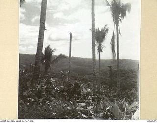 SATTELBERG, NEW GUINEA. 1944-07-06. THE TRACK DURING THE CLIMB TO THE SUMMIT OF SATTELBERG. THE PHOTOGRAPH WAS TAKEN FOR USE BY VX76415 LIEUTENANT R.B. EWERS, OFFICIAL WAR ARTIST, MILITARY HISTORY ..