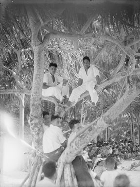 [Several Pacific island men sitting in a tree]