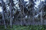 Bougainville coconut plantation, ground cover-crop to eliminate grass, etc., 1961