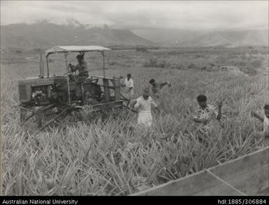 Farmers tending to pineapple crop