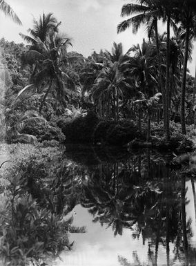 [Landscape with palm trees reflected in water]