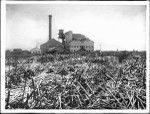 Sugar mill in Hawaii