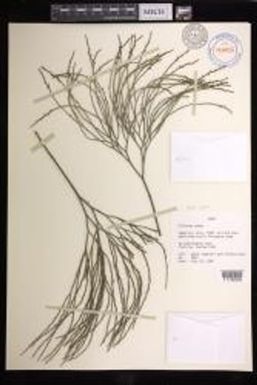 Psilotum nudum