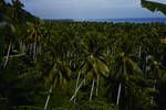 Coconut plantation, Aitape area, Sepik