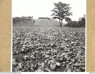 12 MILE, LALOKI RIVER, NEW GUINEA. 1943-11-15. LOOKING ACROSS A CABBAGE PLOT TOWARDS THE MAIN ADMINISTRATIVE BUILDINGS, OF THE 3RD AUSTRALIAN FARM COMPANY, AUSTRALIAN ARMY SERVICE CORPS