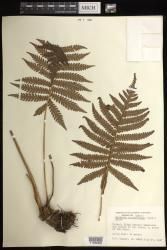 Sadleria souleyetiana