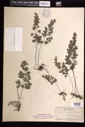 Adiantum capillus-veneris