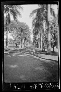 Royal Palm Drive