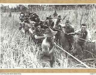 RAMU VALLEY, NEW GUINEA. 1943-10-20. INFANTRY BATTALION WORKING PARTY, UNDER THE DIRECTION OF ENGINEERS OF D COMPANY, 2/6TH AUSTRALIAN FIELD COMPANY, ROYAL AUSTRALIAN ENGINEERS, HAULING LOGS TO BE ..