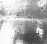 People crossing a river, New Guinea, c1924 to ?