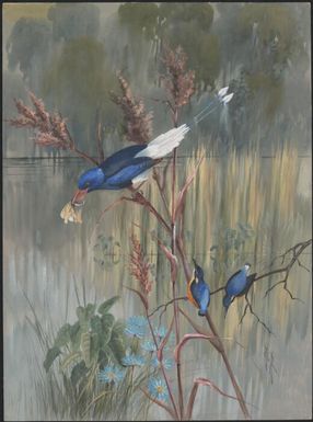 Numfor Paradise-kingfisher (Tanysiptera carolinae) and Ceyx solitaria, Papua New Guinea, 1917 / Ellis Rowan