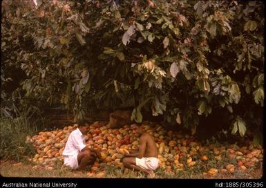 Cocoa harvest at Geoya Barrett's plantation, Popondetta