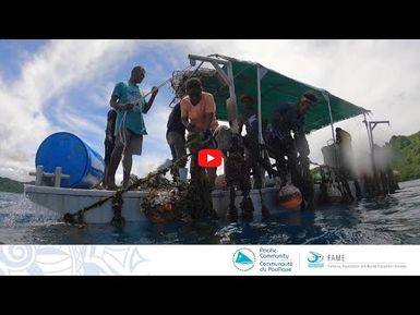 Va'ulele community established the first pearl-meat farm in Fiji