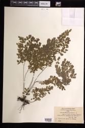 Adiantum capillus-veneris