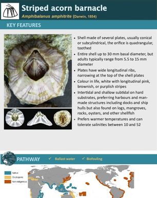 Striped acorn barnacle | Amphibalanus amphitrite