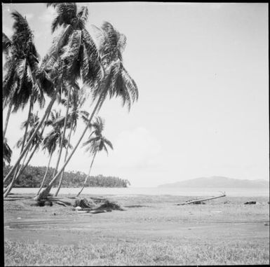 Regrowth after volcanic eruption, Rabaul, New Guinea, 1937 / Sarah Chinnery