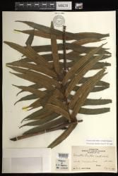 Marattia smithii