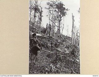 WEWAK AREA, NEW GUINEA. 1945-06-27. NATIVE CARRIERS BRINGING UP FOOD TO B COMPANY, 2/8 INFANTRY BATTALION FORWARD POSITIONS ON HILL 2